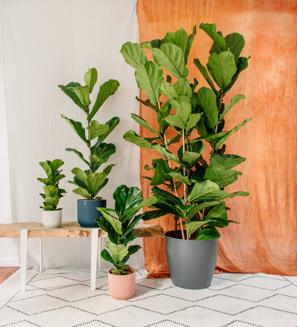 growing fiddle leaf figs indoors - houseplant central