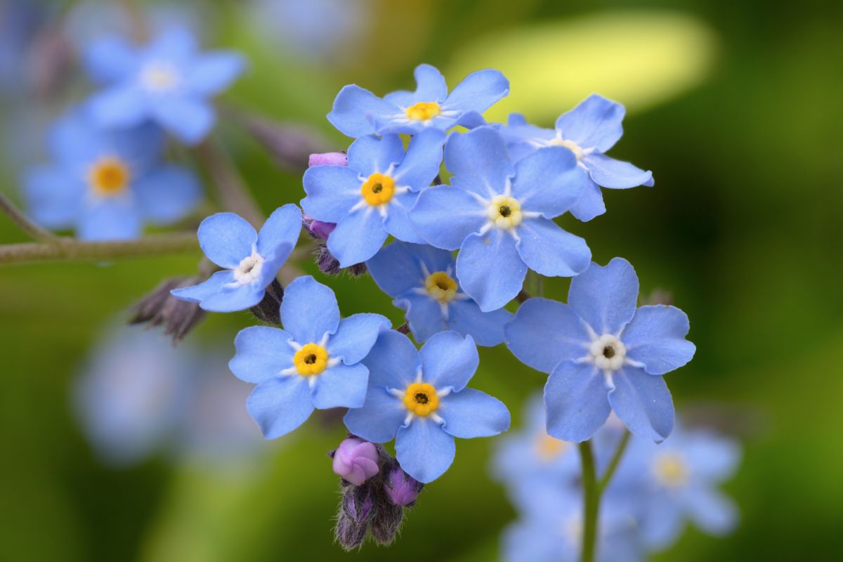 Tiny blue store flowers