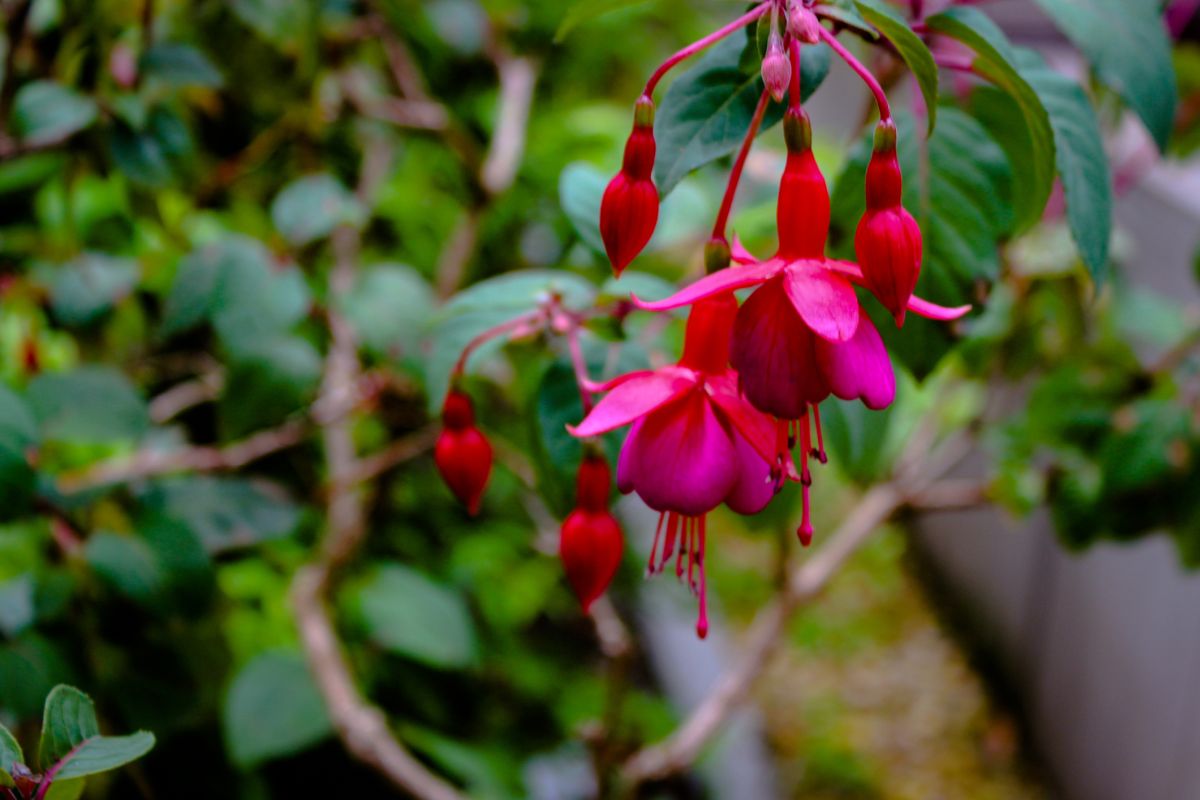 Fuchsia Magellanica