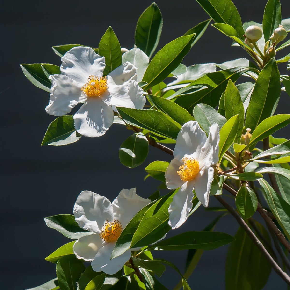 Gordlinia grandiflora