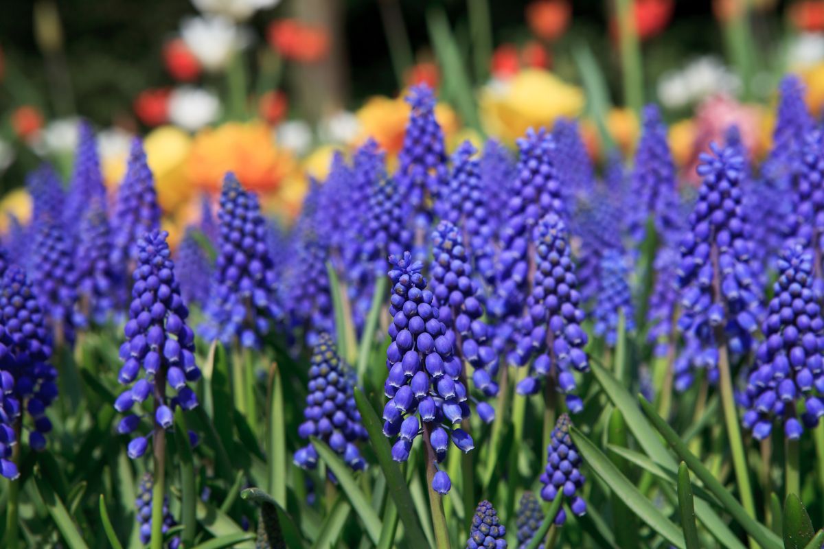 Grape Hyacinth