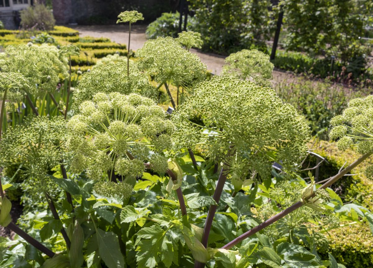 Green Angelica