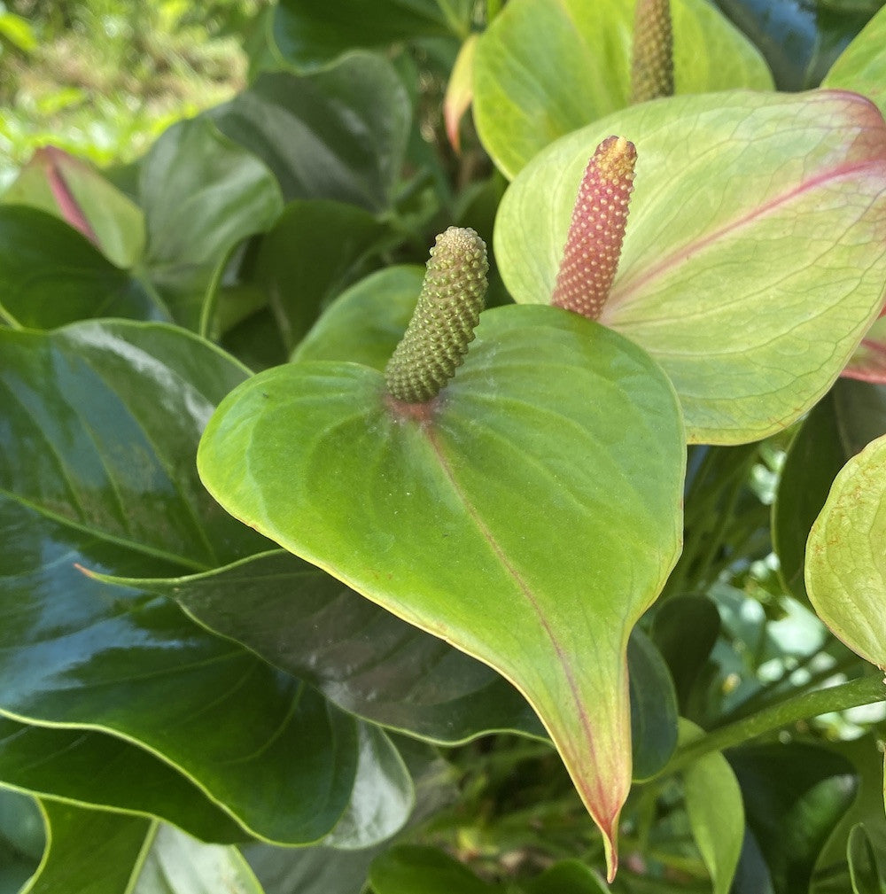 Green Anthurium