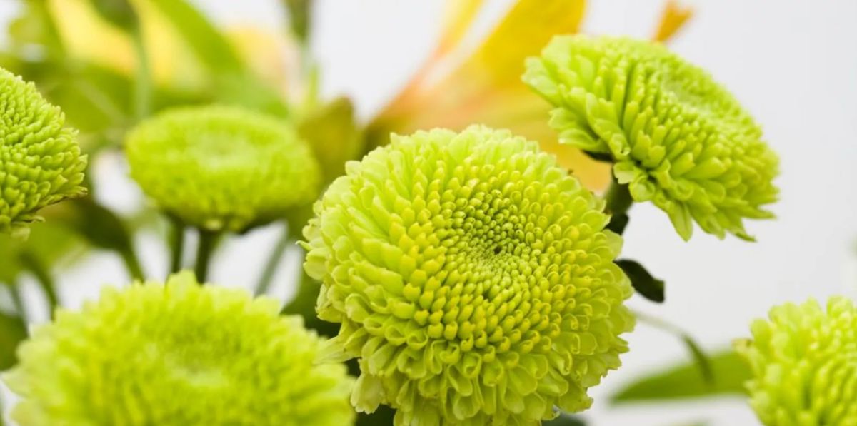 Green Button Chrysanthemums