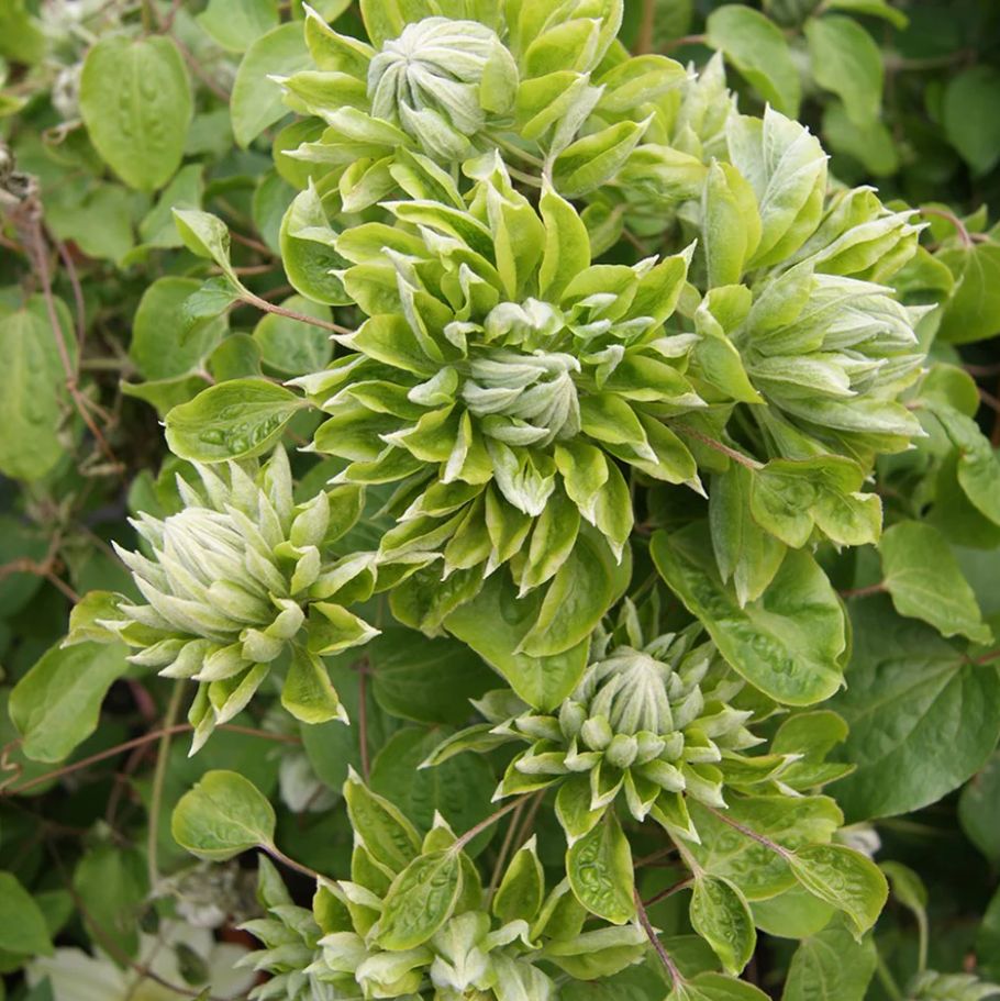 Green Clematis