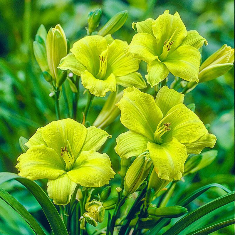 Green Daylily