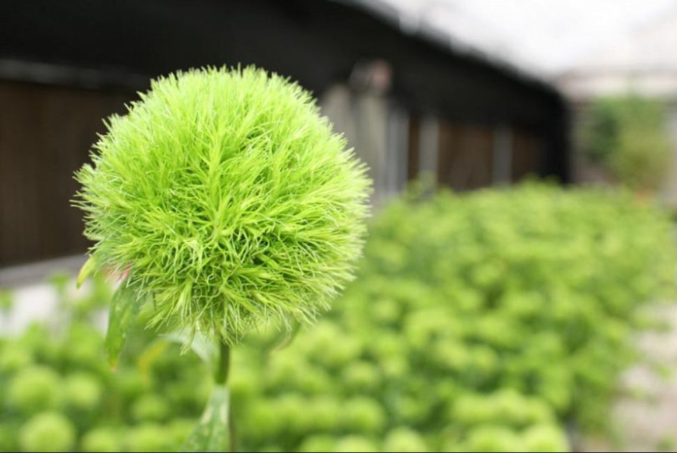 Green Dianthus