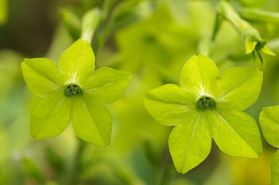 Green Flowering Tobacco