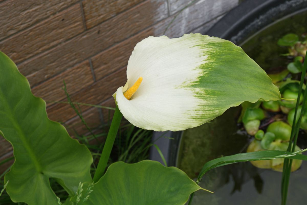 Green Goddess Lily