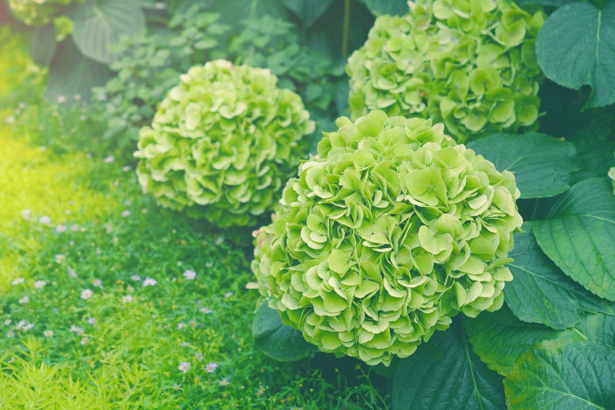 Green Hydrangea 