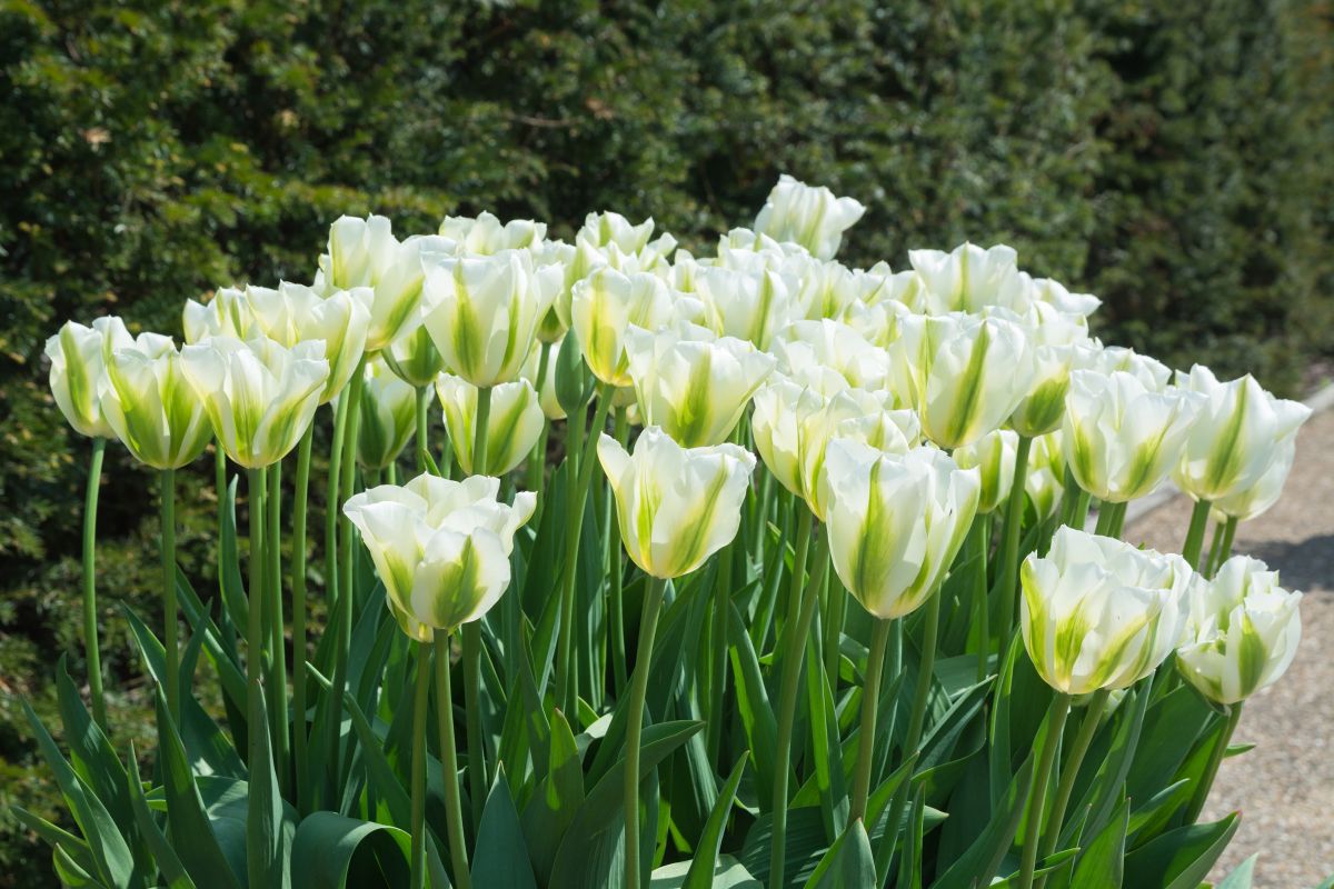 Green Tulips