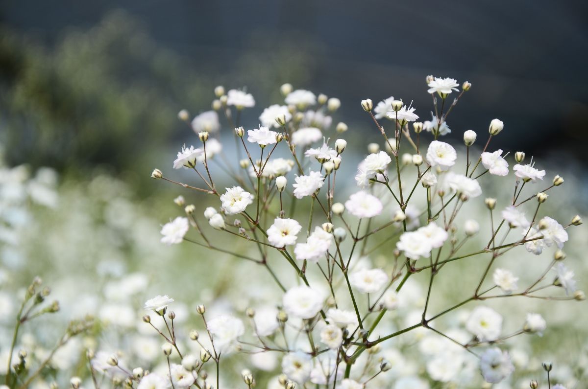 White Flowers - Symbolizes Peace and Purity