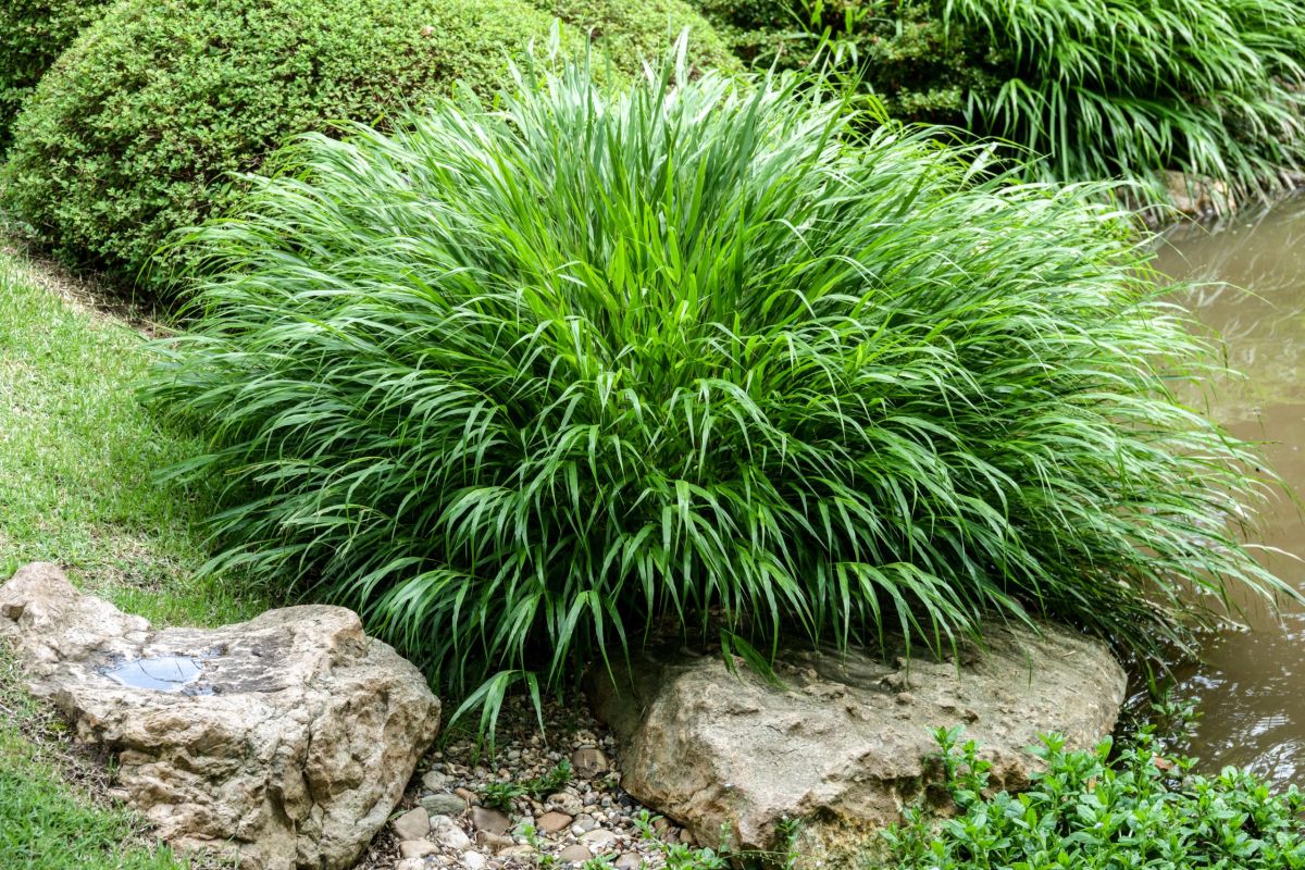 Hakonechloa Macra Care