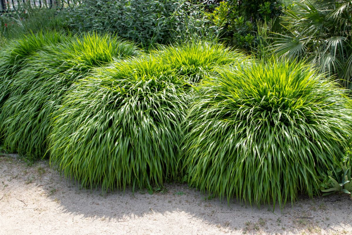 Is japanese forest grass poisonous sale to dogs