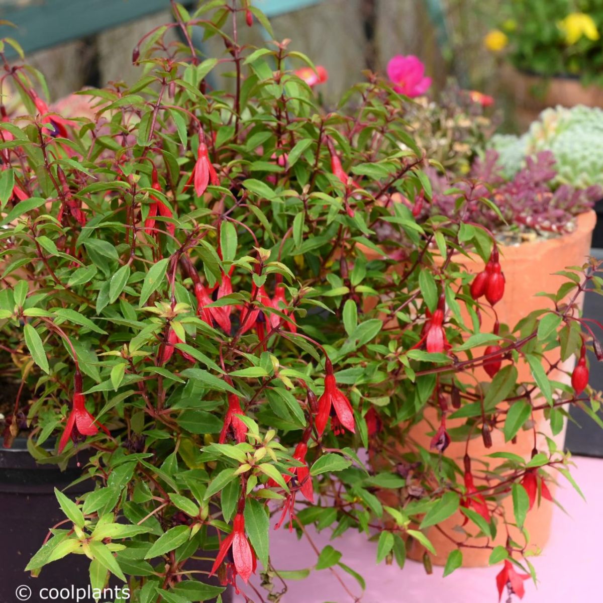 Fuchsia Magellanica: Tips and Care Guide