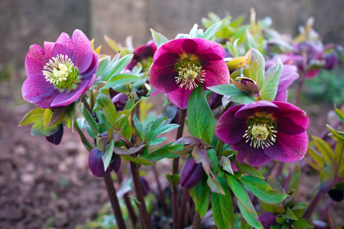 A basic guide the growth and care of Hellebore plant