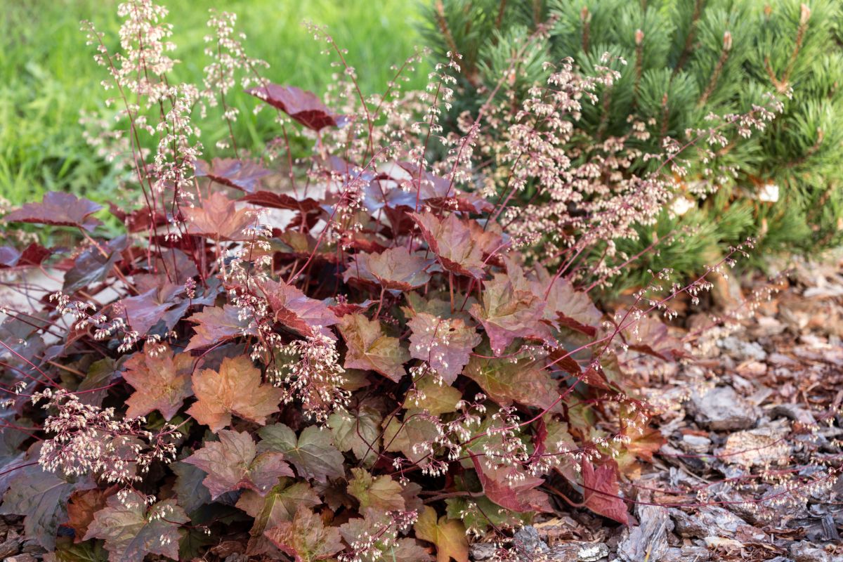 Coral bells best sale toxic to dogs