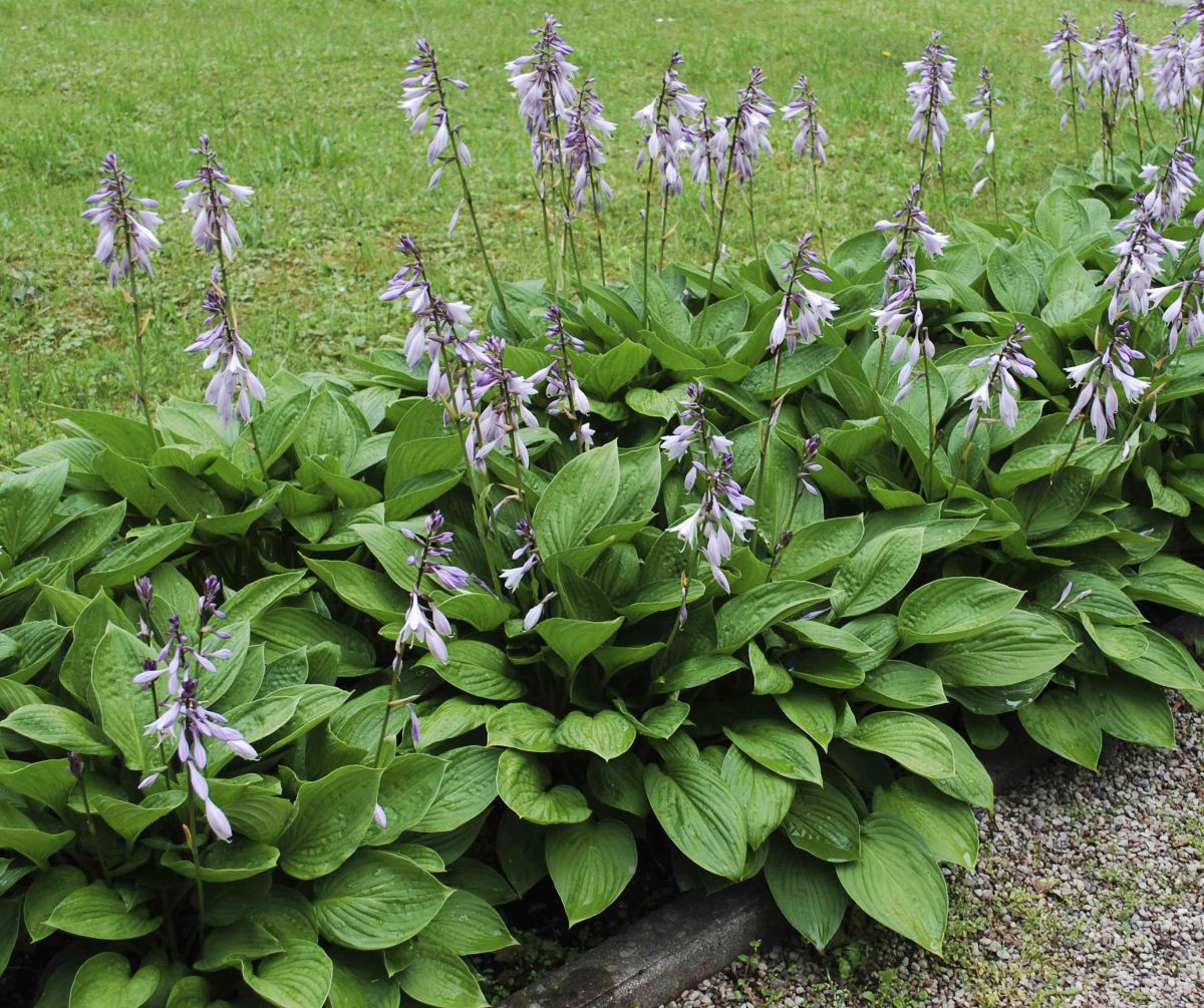 Hosta colorful leaves beaulieu