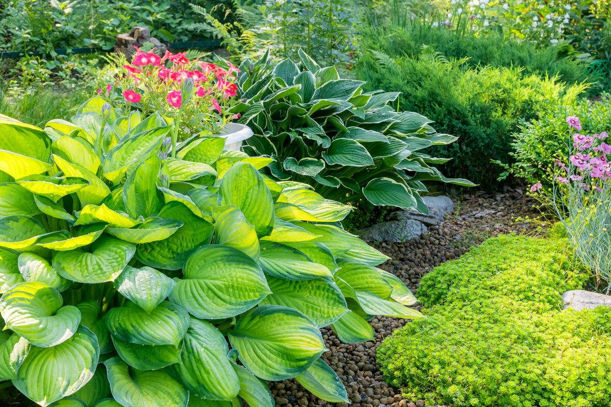 how to stop dogs from eating hostas