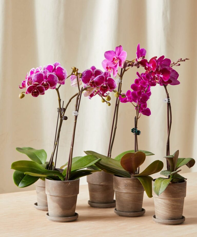 Orchid Tips: How Often Should I Water My Orchid?