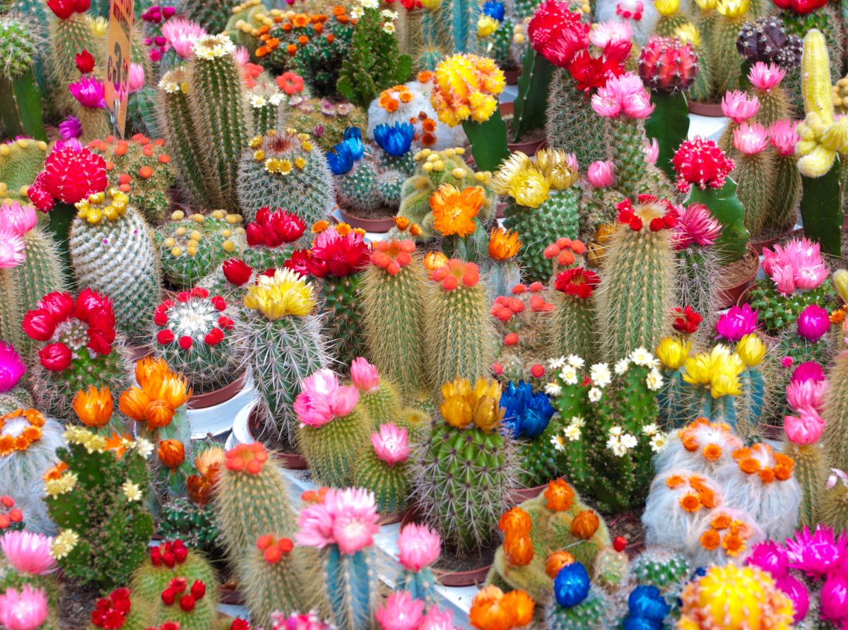 Cactus Flower Colors
