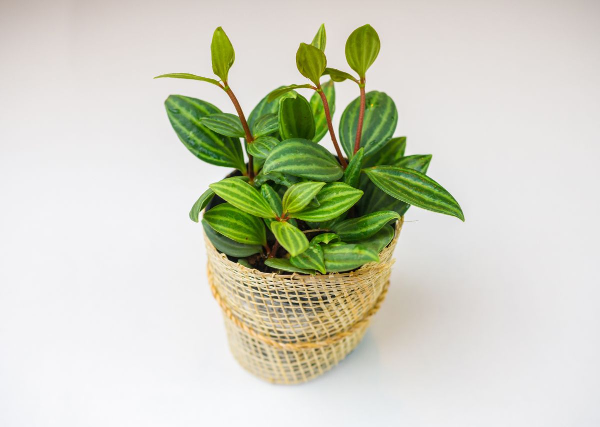 How to Grow a Healthy Peperomia Puteolata