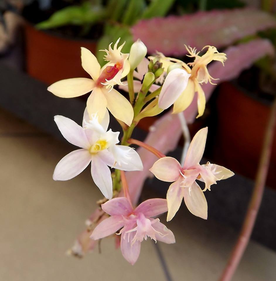 Humidity and Temperature Requirements of White Epidendrums 