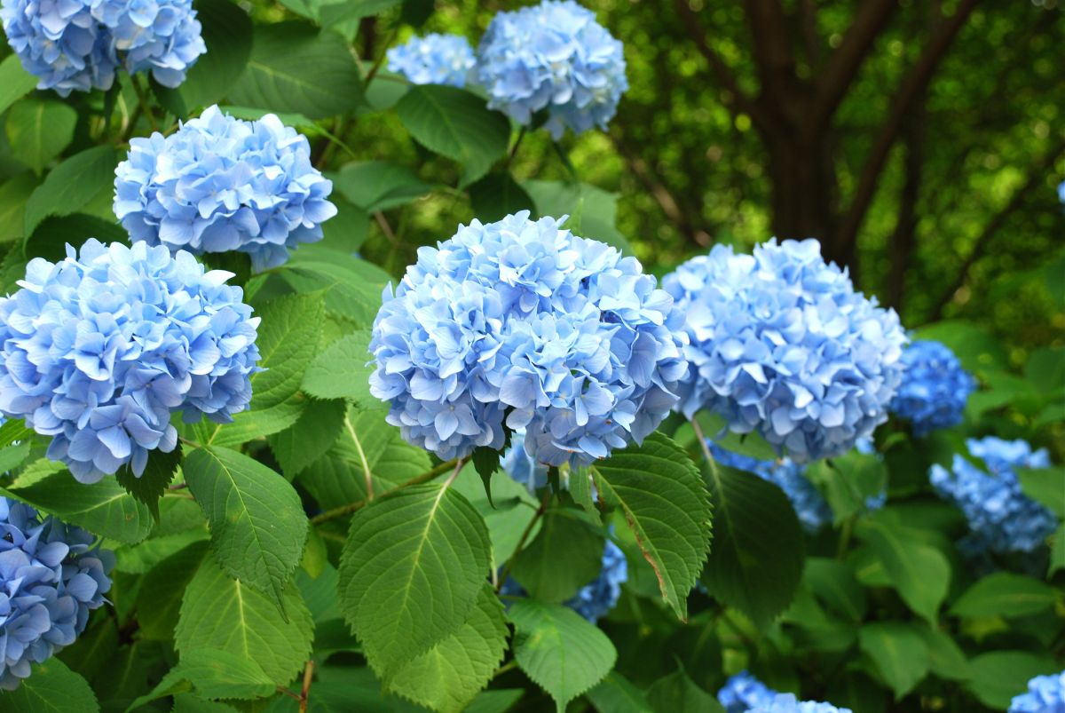 Hydrangea macrophylla