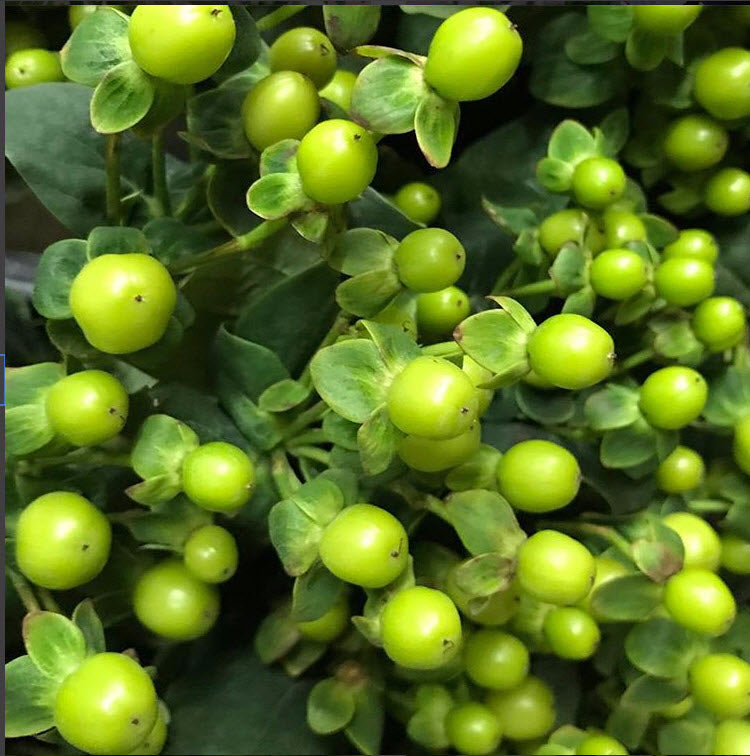 Hypericum Berries