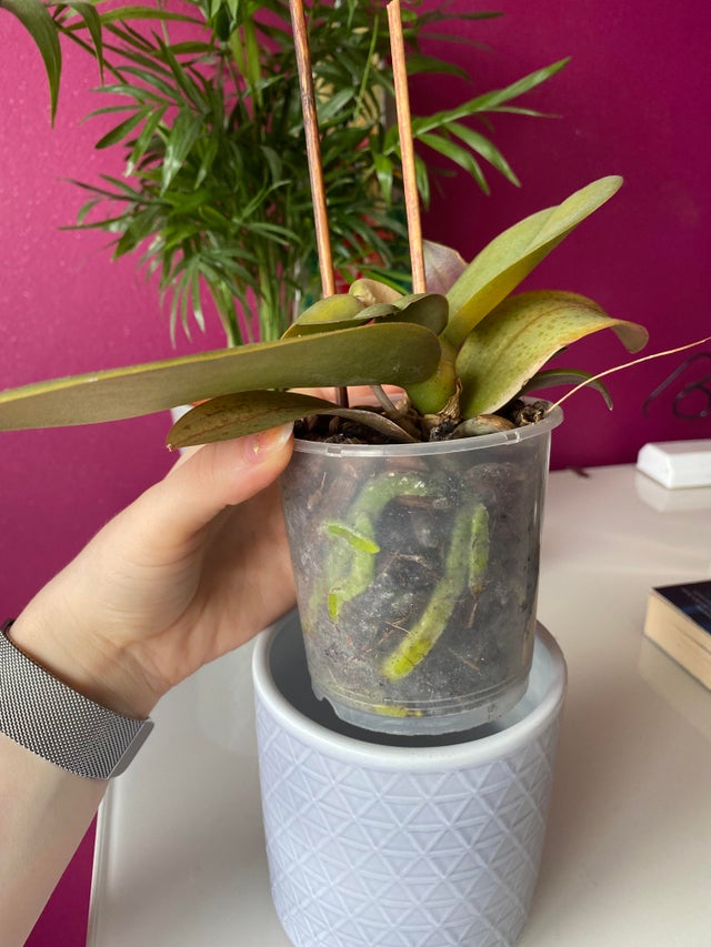 Identifying and Fixing Dying Orchids 