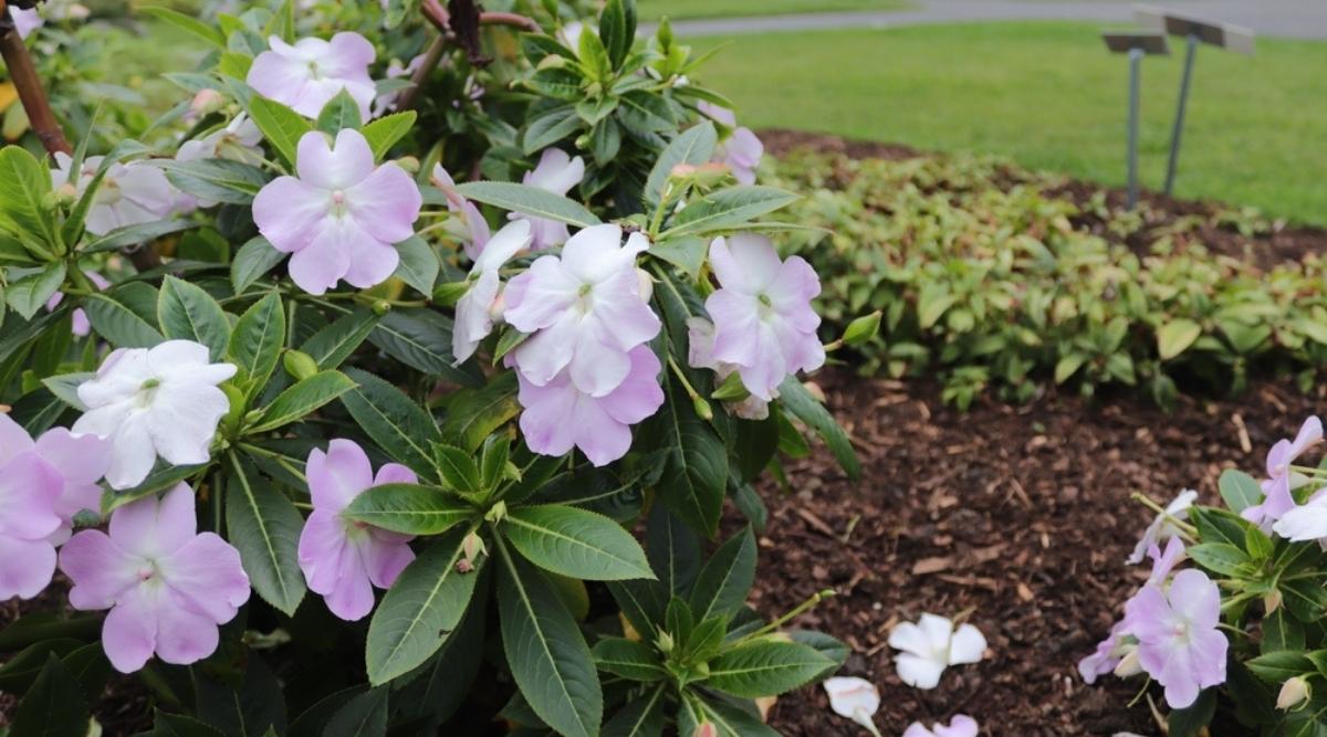 Impatiens Light Requirement 