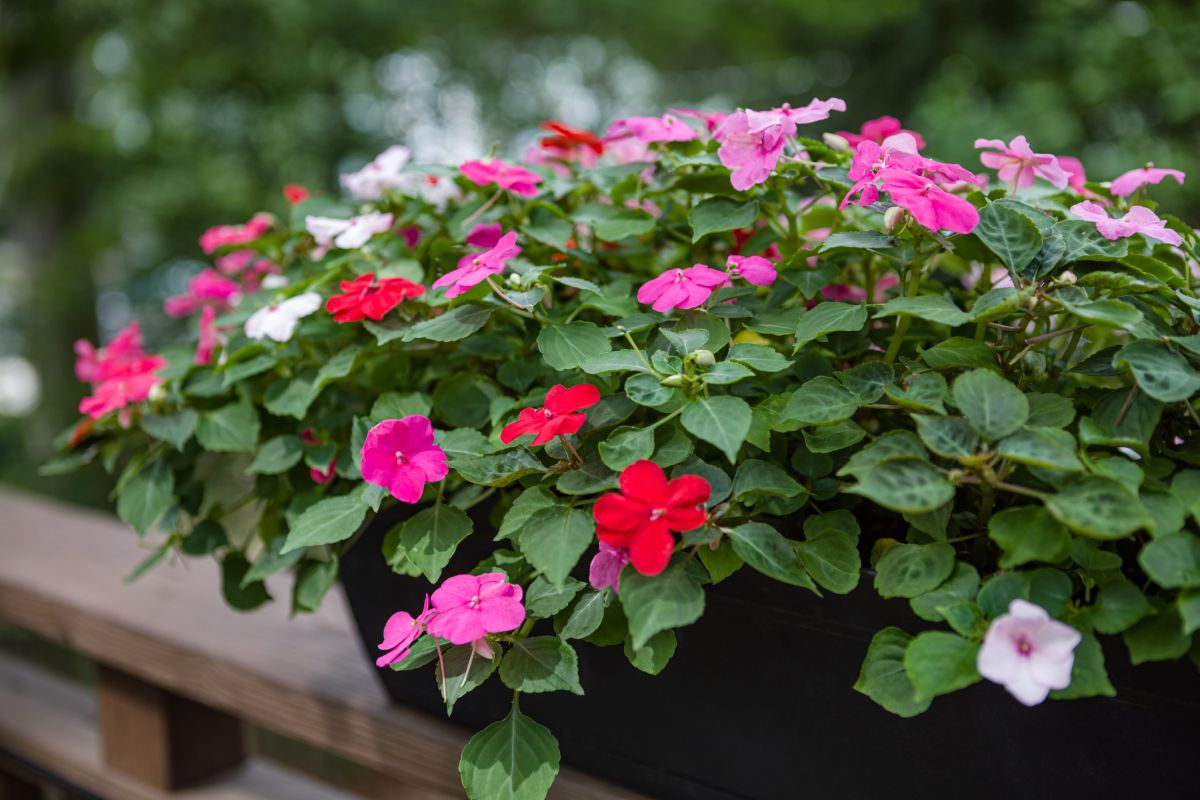 Impatiens Spp