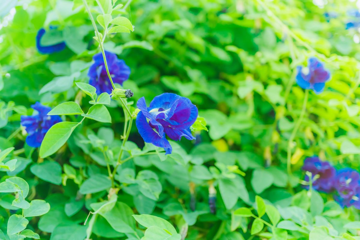 Lathyrus odoratus