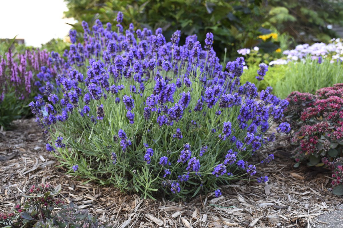 The English Lavender: How To Care For The Lavandula Angustifolia Plant