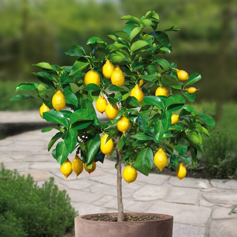 Lemon Tree Light Requirement