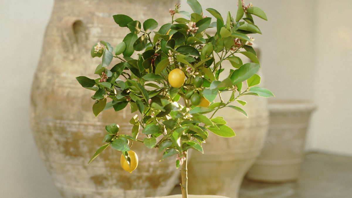 Lemon Tree Pruning Requirement