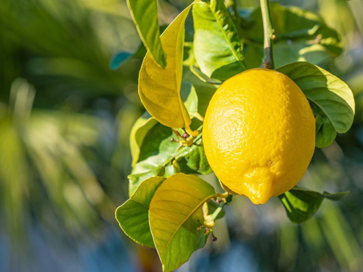 Lemon Tree Temperature and Humidity Requirement