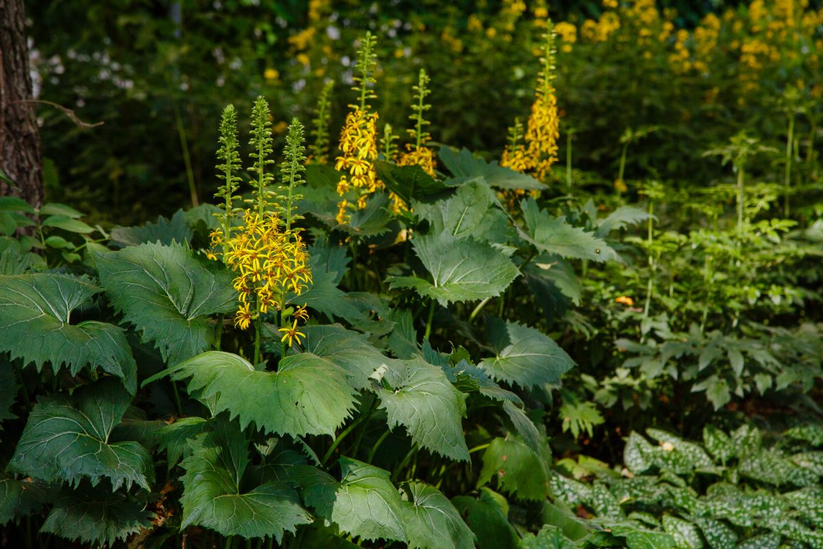 Ligularia