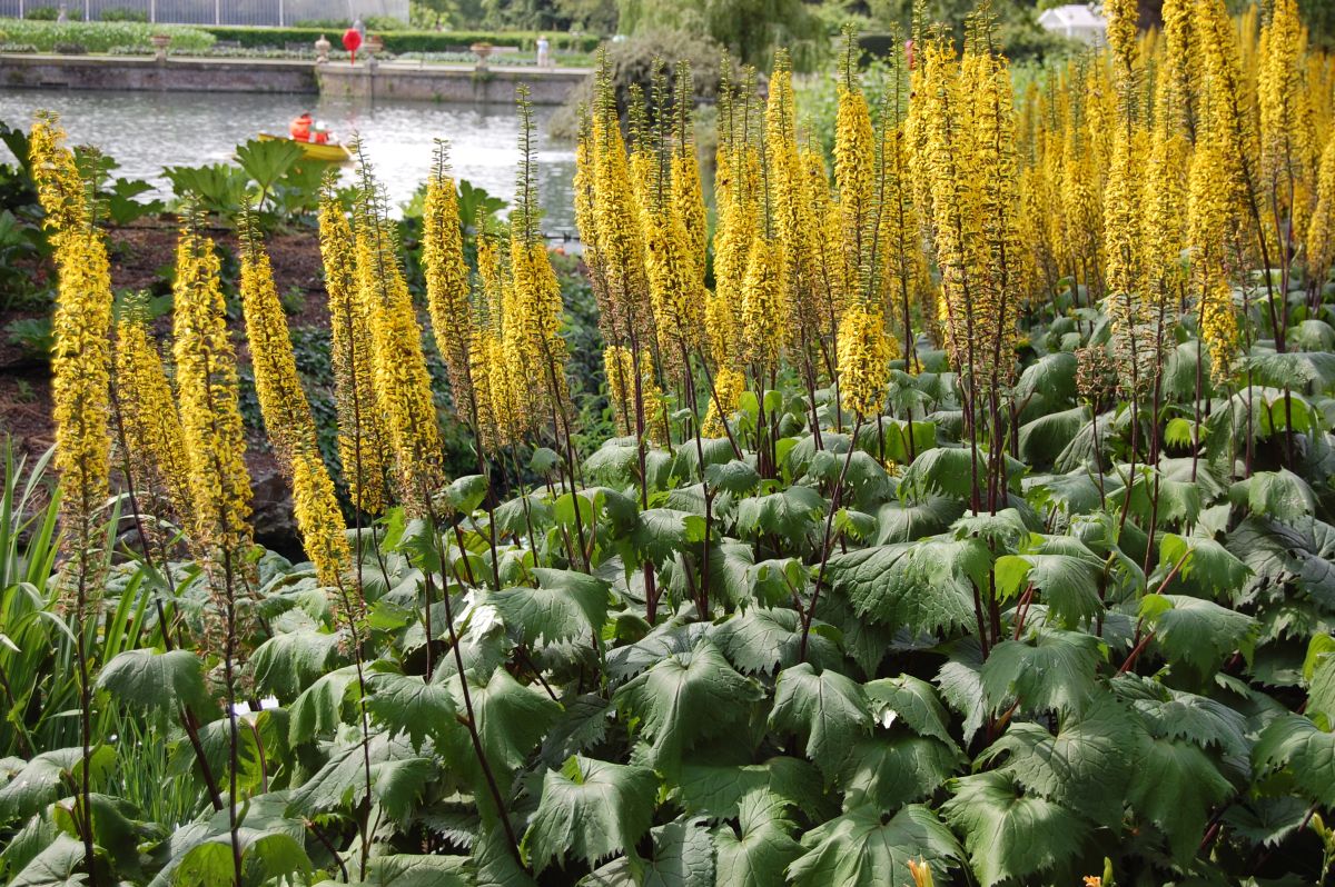 Ligularia Soil Requirement