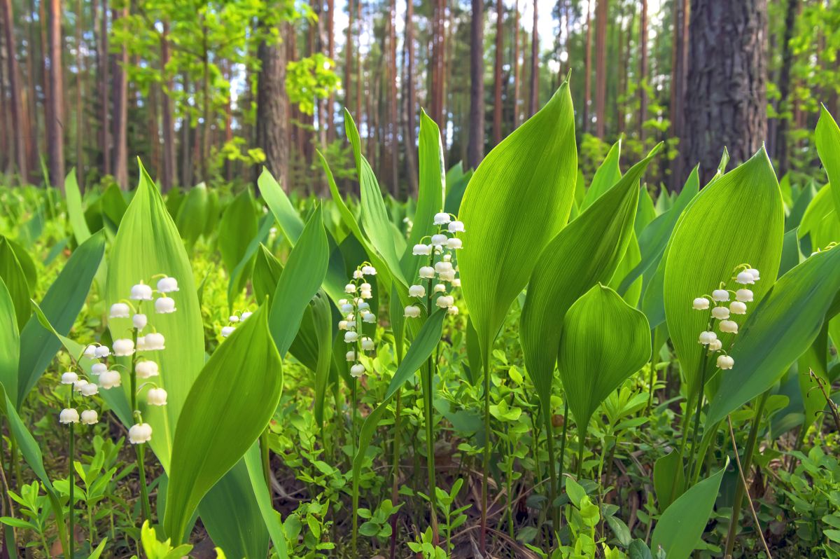 Lily of the Valley