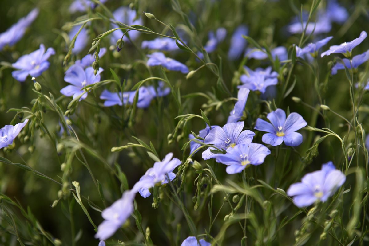 Linum usitatissimum