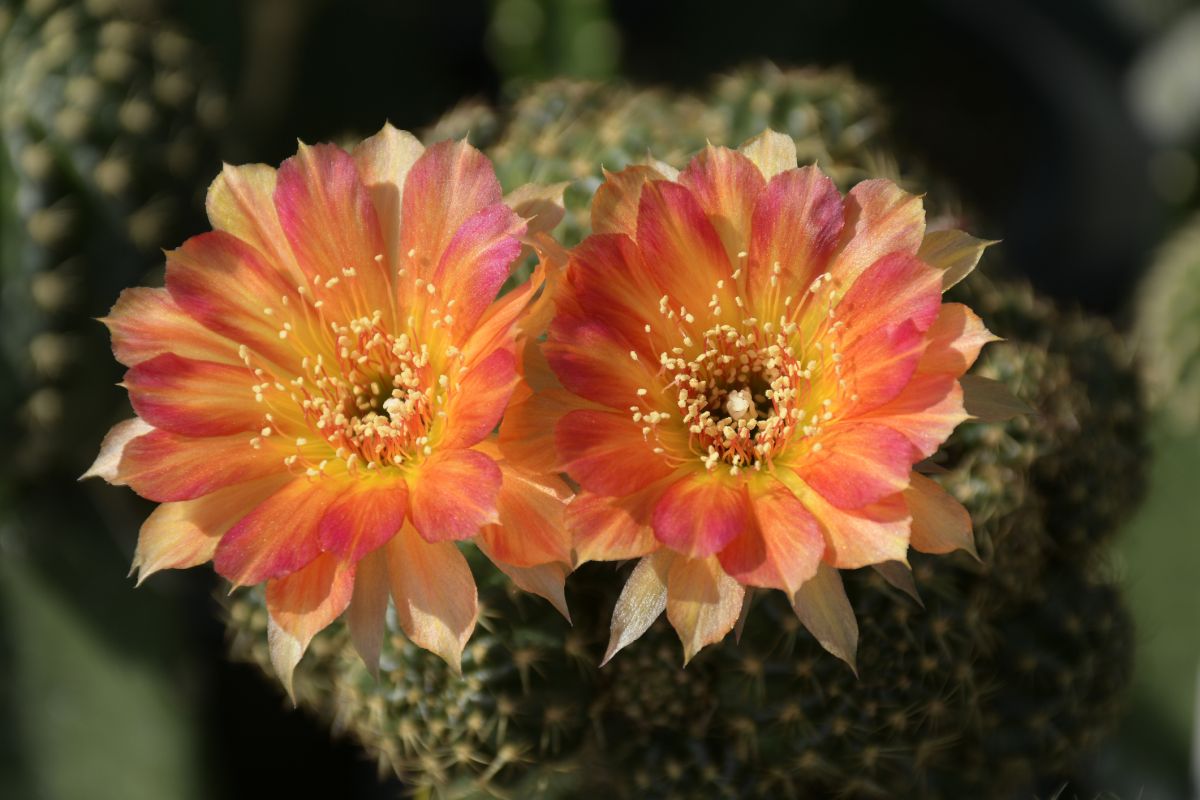 Lobivia Cactus