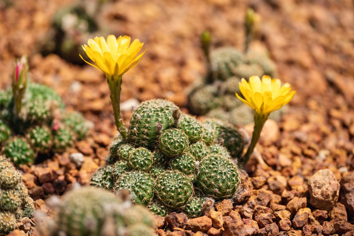 Lobivia arachnacantha