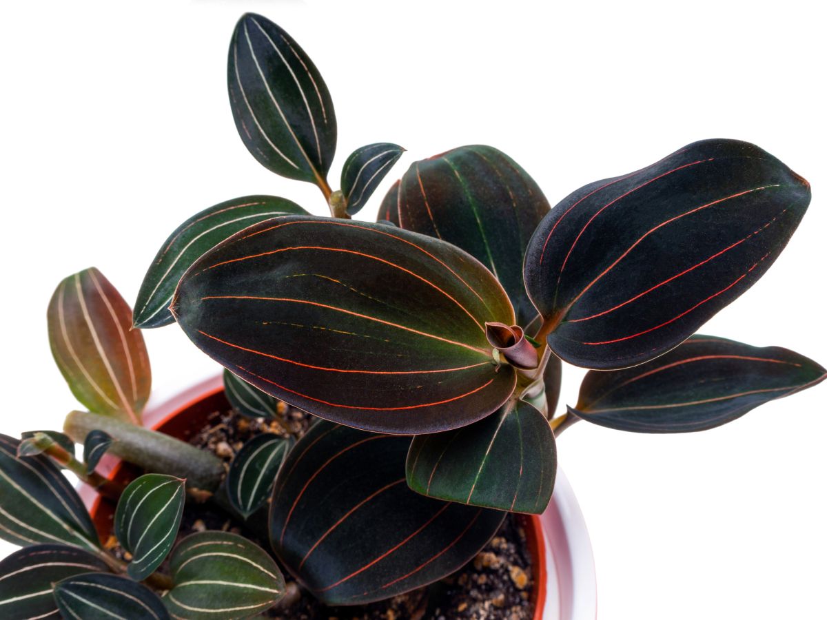 Ludisia discolor: The proper care guide for the Jewel Orchid Flower