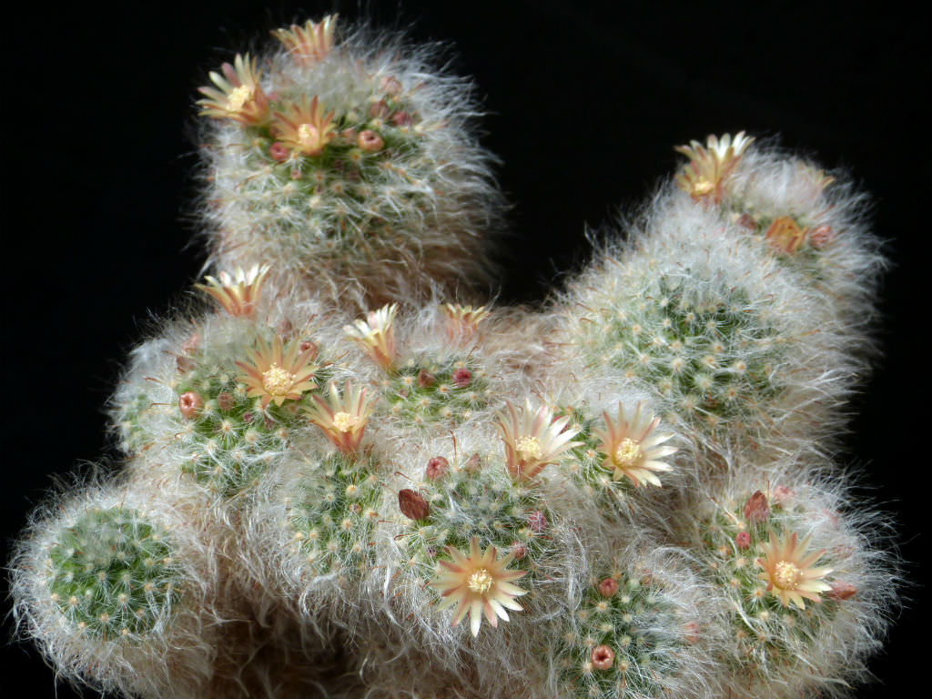 Mammillaria bocasana