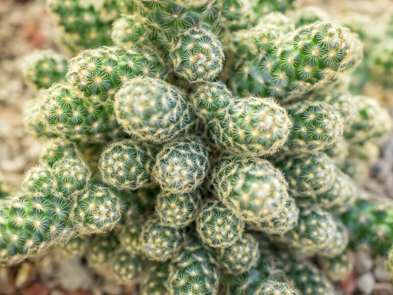 The Delicate Beauty of the Lady Finger Cactus