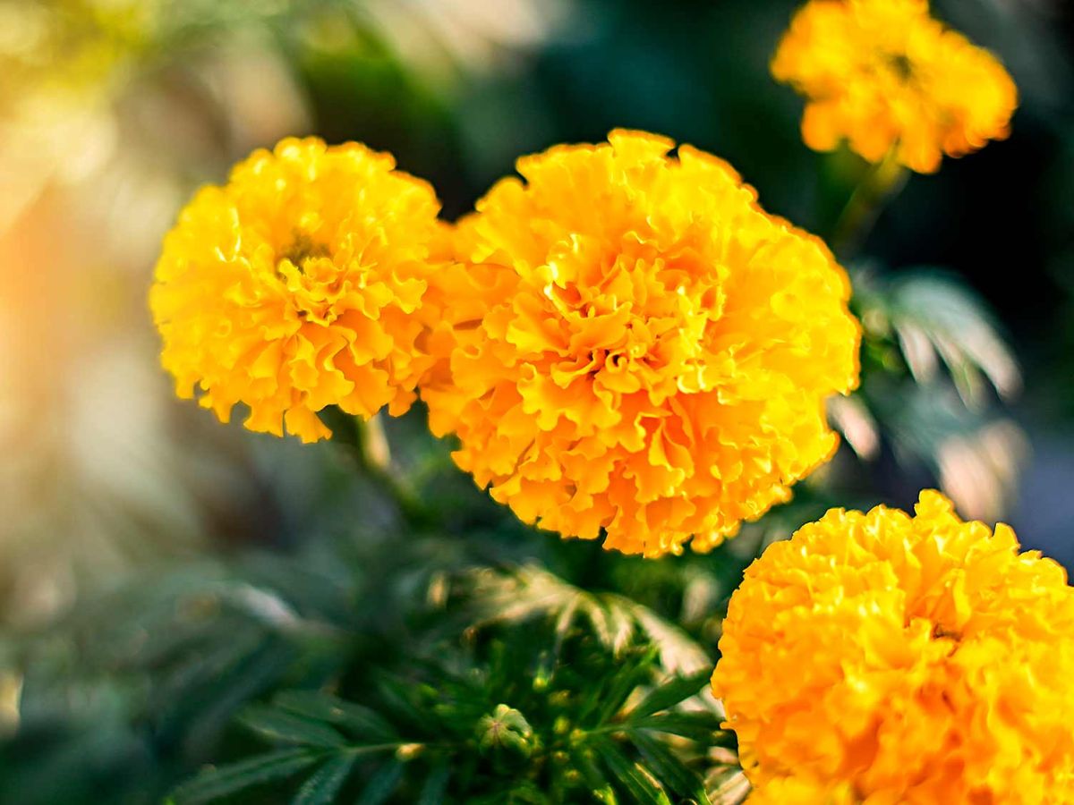 Marigold Flower