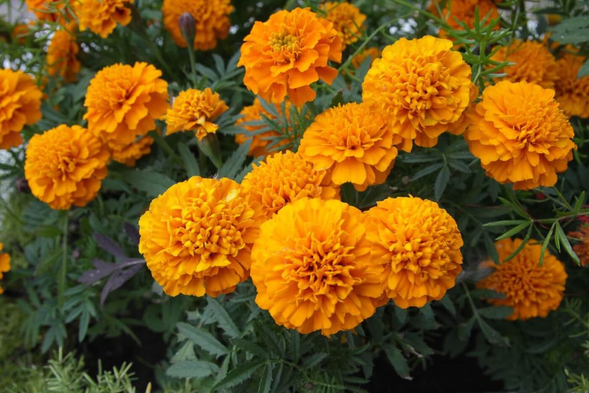 Marigold Light Requirement