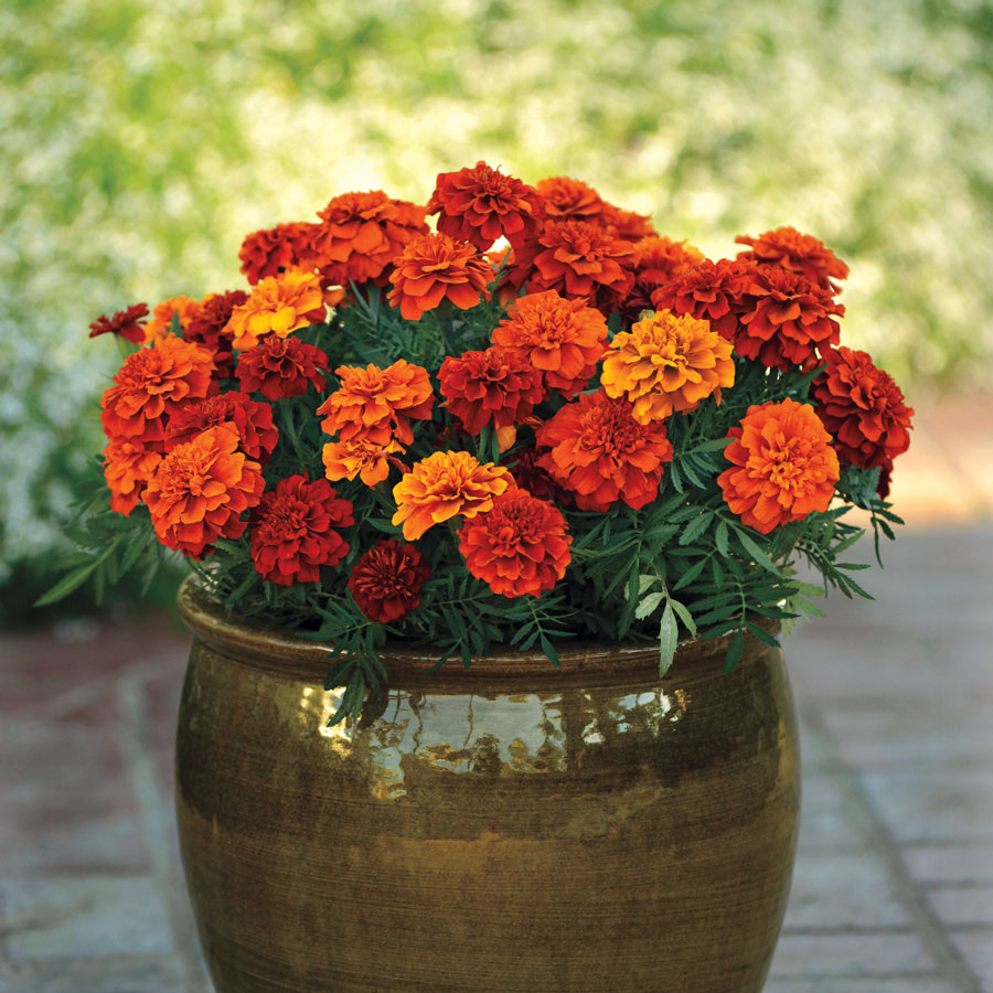 Marigold Pruning Requirement