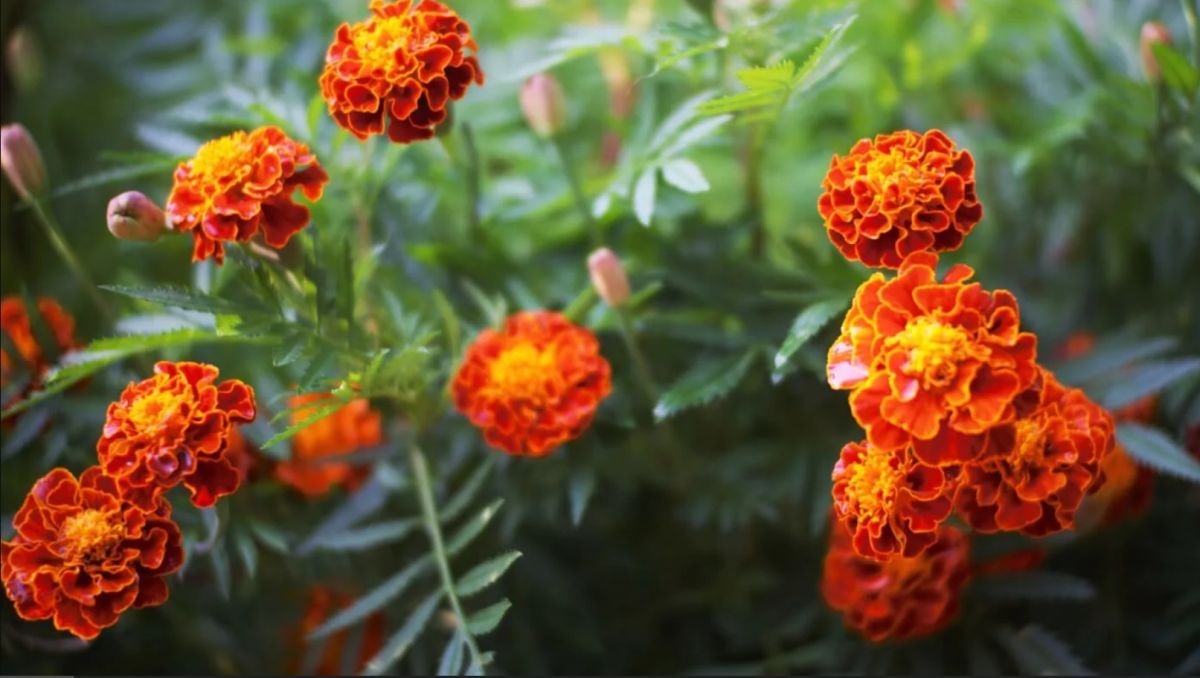 Marigold Temperature and Humidity Requirement 